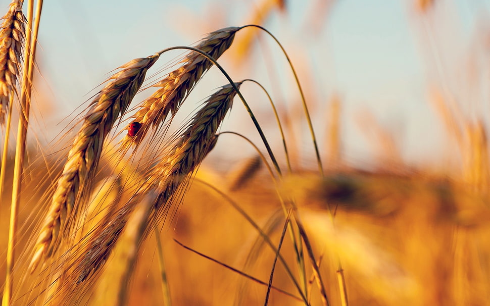 macro photography of wheat plant HD wallpaper